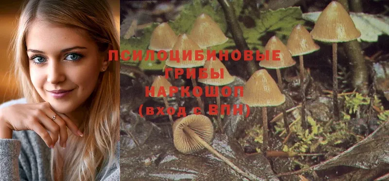 наркота  ссылка на мегу зеркало  Галлюциногенные грибы Psilocybe  Болхов 